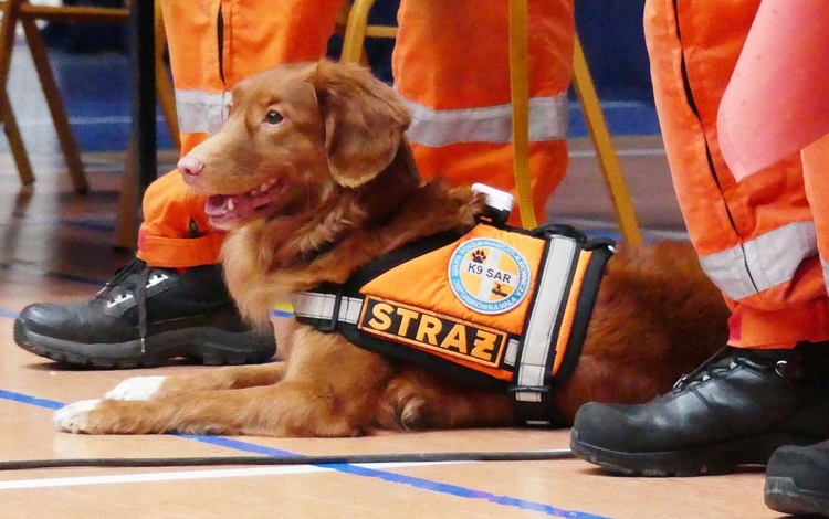 Daisy z grupy poszukiwawczo-ratowniczej OSP Dąbrówka Mała zdobyła serca wszystkich ratowników.