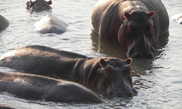 Nie karmią hipopotamów 