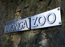 Pięć lwów wydostało się na kilka godzin z wybiegu w zoo w Sydney