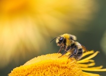 Opryski zmieniają sposób, w jaki trzmiele i pszczoły "widzą" kwiaty