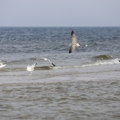 Szkielet na plaży w Gaecie