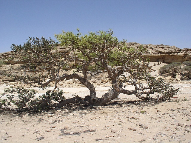 Krzewy z rodzaju Boswellia, czyli kadzidla, rosną na niedostępnych, suchych skałach Afryki i Arabii