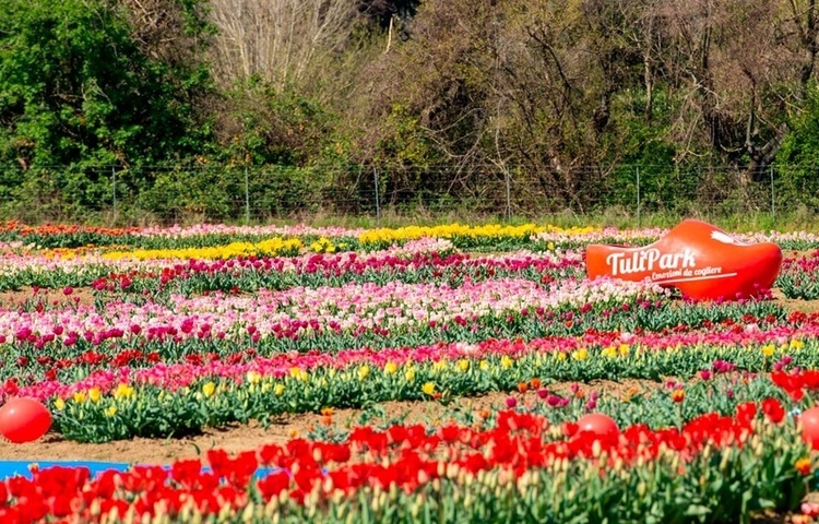 Rzym. Największy holenderski park tulipanów wraca z wiosną