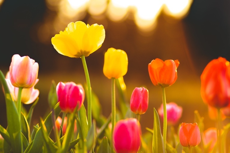 Holenderskie tulipany nadal trafiają do Rosji