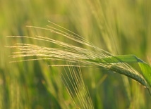UE/ KE: pakiet pomocy dla krajów dotkniętych importem zbóż z Ukrainy został ostatecznie zaakceptowany