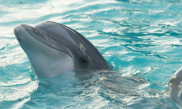 Rosja wykorzystuje delfiny do obrony bazy morskiej na Krymie