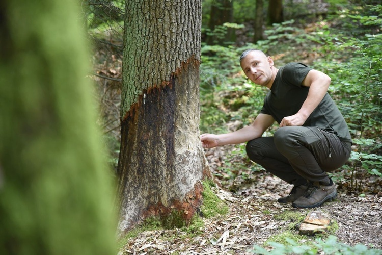 Leśniczy Jakub Rutana wskazuje na pracę bobra.