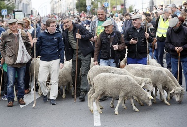 Owce i kozy zdobyły Madryt