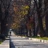 Naukowcy: dwa razy więcej drzew w miastach mogłoby ocalić zdrowie tysięcy ludzi