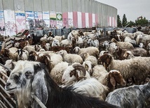 Owce przed murem oddzielającym Izrael od Palestyny