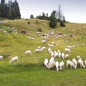 Uroku dodają wypasające się na halach owce. Są ich tu tysiące.