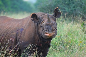 Kenia odbudowuje populację nosorożca czarnego