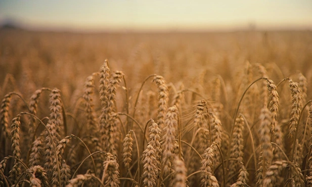 MRiRW: kolejne rozmowy ws. rozwiązania problemów z Ukrainą w handlu żywnością