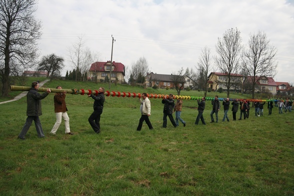 Konkurs w Lipnicy Murowanej. Zwycięska palma mierzy ponad 27 metrów