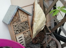 Spotkania z przyrodą: Pszczoły murarki