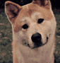 Hachiko