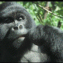 Goryl (Gorilla gorilla)