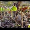 POCHODZENIE ŻYCIA I CZŁOWIEKA .:::::.