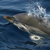 Prędkość delfinów: koniec „paradoksu Gray&#8217;a”