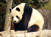 Pierwsza panda z zamrożonej spermy