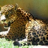 Badania populacji jaguarów