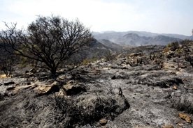 Hiszpania: Pierwszy duży pożar lasu tego lata
