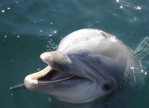 Ukraina: Delfini poród podczas pokazu