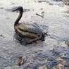 BP drogo zapłaci za wyciek ropy