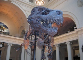Tyranozaur Rex