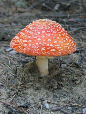 Ostrzeżenia przed zatruciami grzybami