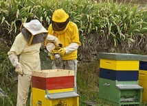 Pszczelarze w Rokitnie