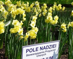 Łódź: Caritas przygotowuje "Pola Nadziei"