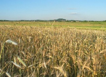 Polska przedłuży dopłaty na zakup ziemi rolnej