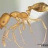 Mrówki faraona - istoty niezniszczalne