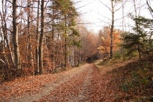 Kościół a ekologia