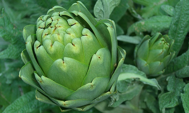 Hiszpanie będą promować u nas karczochy