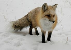 Mazury: Lisy i orły przy drogach