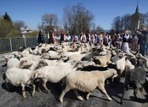 Coraz mniej owiec w Polsce