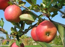 GMO i szansą, i zagrożeniem