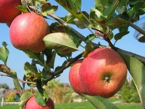 GMO i szansą, i zagrożeniem