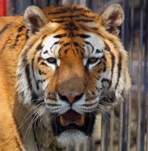 Służby usuwają tygrysy ze świątyni