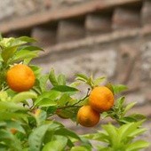Bitwa na pomarańcze