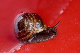 Ślimaki, według UE, to... ryby