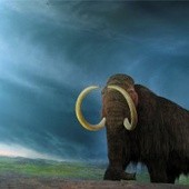 Mamut