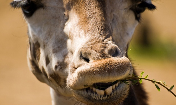 Żyrafa znokautowała pracowniczkę zoo