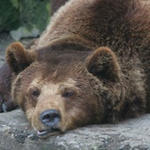 Obudziły się niedźwiedzie