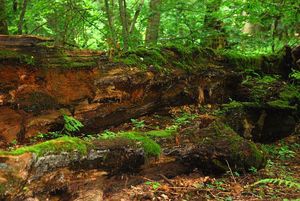 Białowieski PN będzie większy?