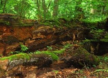 Białowieski PN będzie większy?