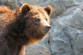 Tatry: sparaliżowany niedźwiedź na szlaku