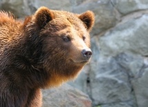Tatry: sparaliżowany niedźwiedź na szlaku